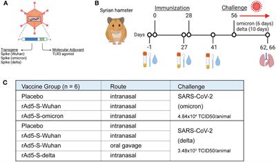 Mucosal immunization with Ad5-based vaccines protects Syrian hamsters from challenge with omicron and delta variants of SARS-CoV-2